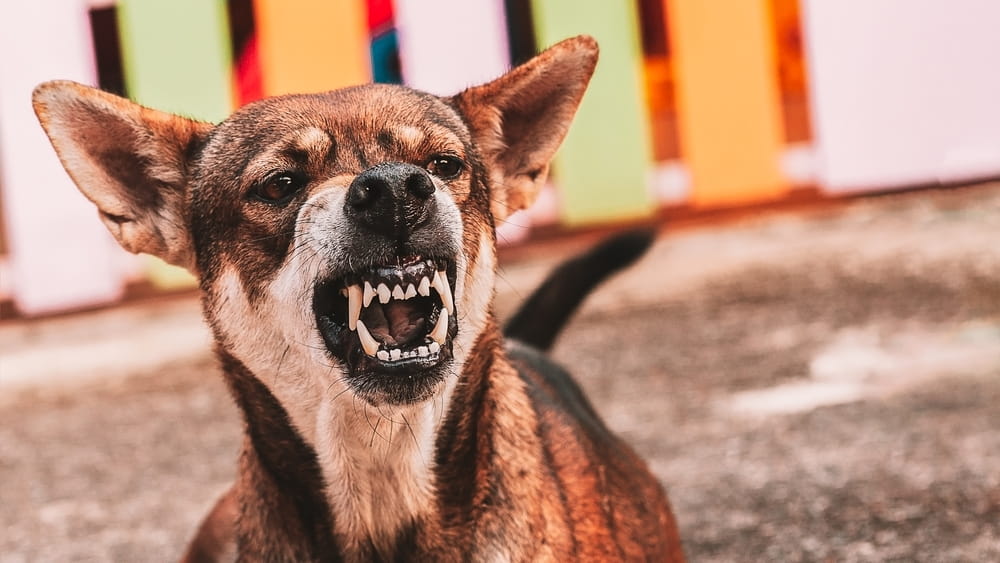 Perro agresivo mostrando señales de advertencia asociadas con ataques de perros en Florida