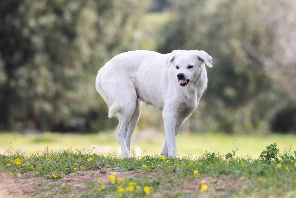 Dog displaying aggressive behavior that may lead to a Florida dog bite liability claim