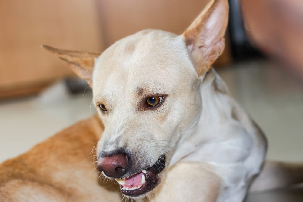 Dog displaying aggressive behavior relevant to Florida strict liability dog bite laws