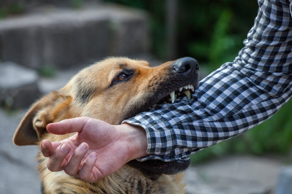 Persona sufriendo una mordida de perro que podría dar lugar a un reclamo por lesiones en Florida