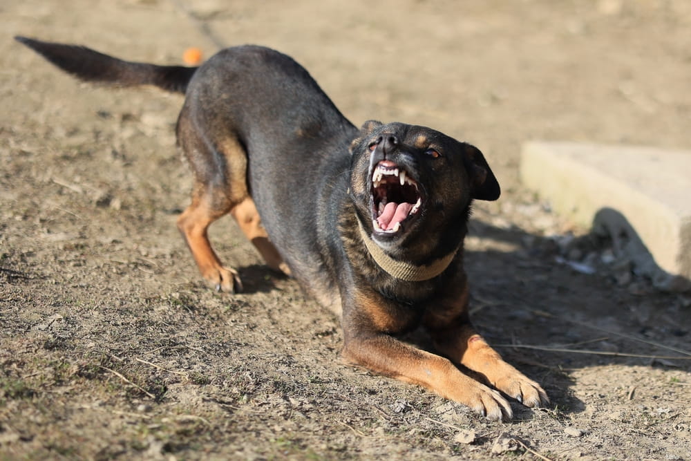 Perro en postura de ataque con dientes expuestos, ilustrando el comportamiento agresivo que puede respaldar un reclamo legal en Florida