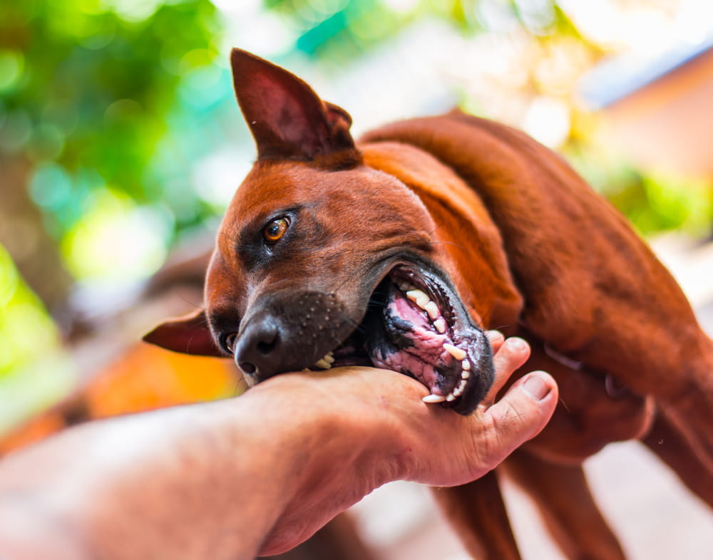Perro con historial de agresividad mordiendo la mano de una persona en Florida